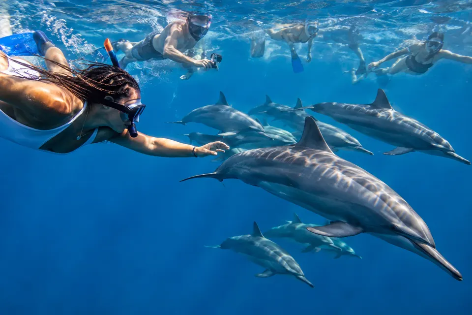Spinner dolphin pod near the surface