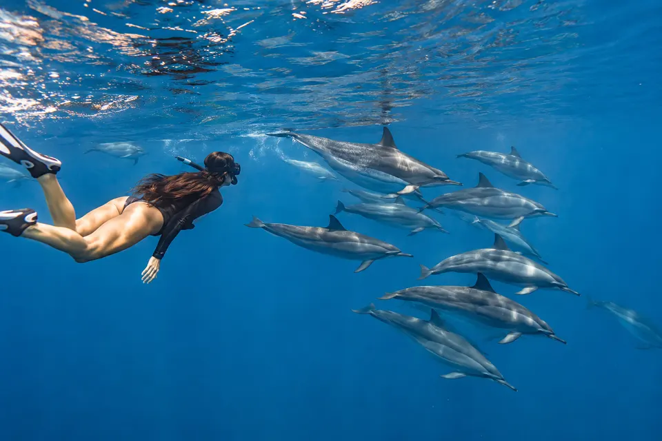 Snorkeler swimming with a pod of wild spinner dolphins in Marsa Alam