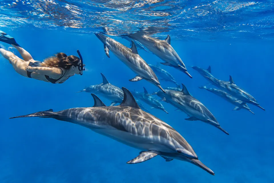 Pod of spinner dolphins in the Red Sea