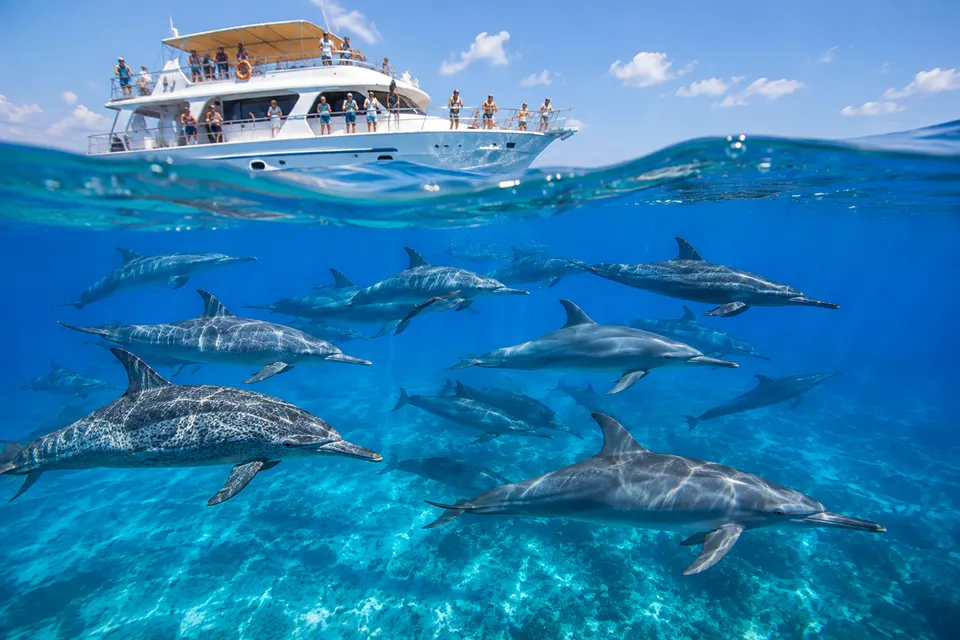 Day boat above a pod of spinner dolphins at Samadai Dolphin House, Marsa Alam