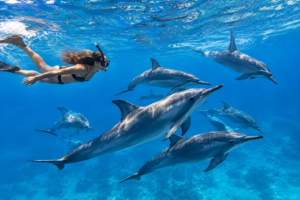Freediver swimming with a pod of spinner dolphins at Sataya Reef, Marsa Alam