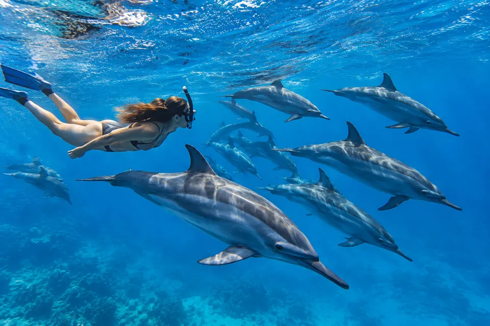 Close view of spinner dolphins passing a snorkeler at Sataya