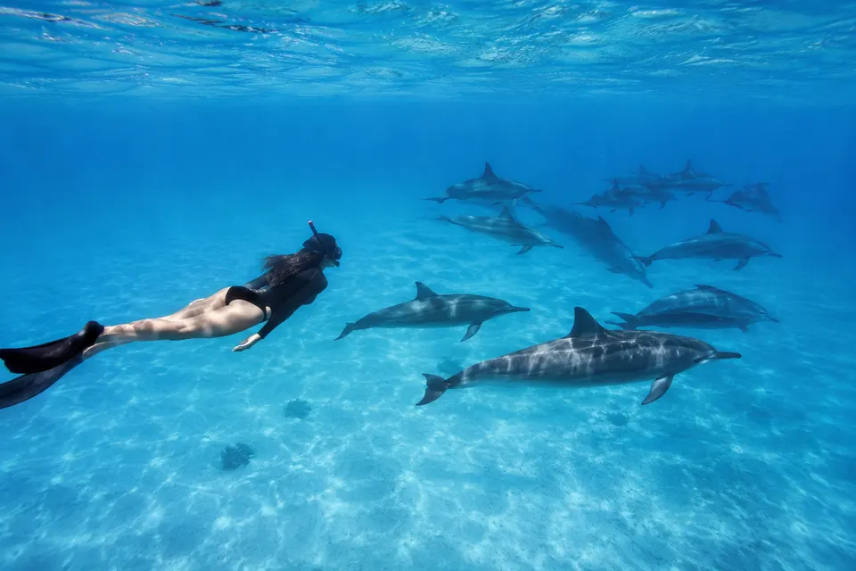 Snorkeler following dolphins across the sandy Sataya lagoon