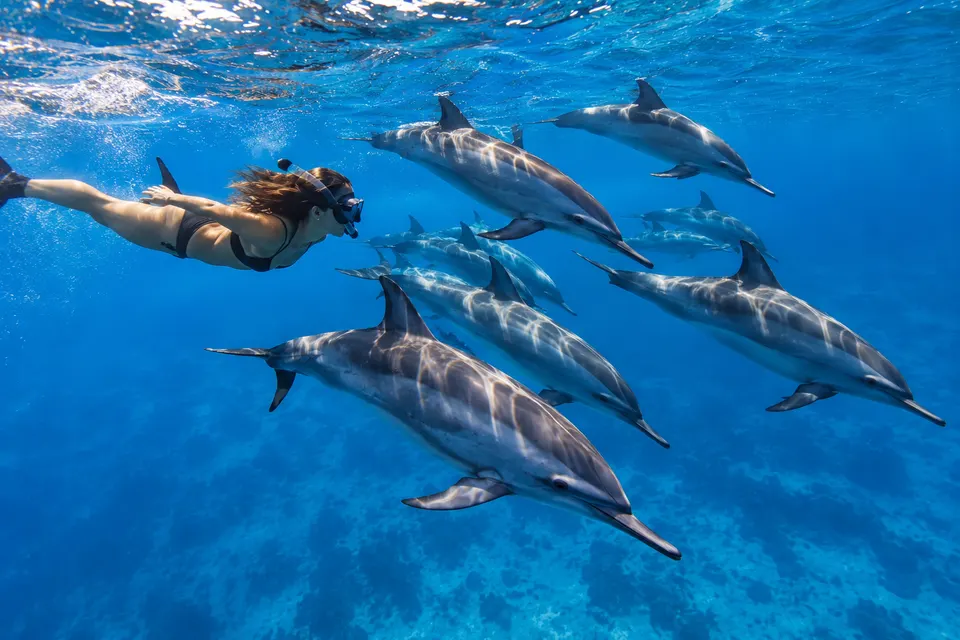 Freediver gliding with spinner dolphins at Sataya Dolphin Reef