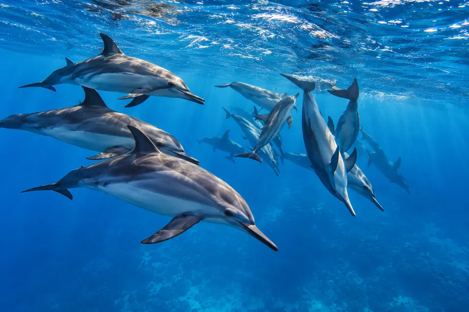Spinner dolphin pod in deep blue water at Sataya