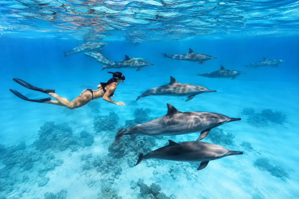 Freediver swimming with the spinner dolphin pod at sunrise in the Sataya lagoon