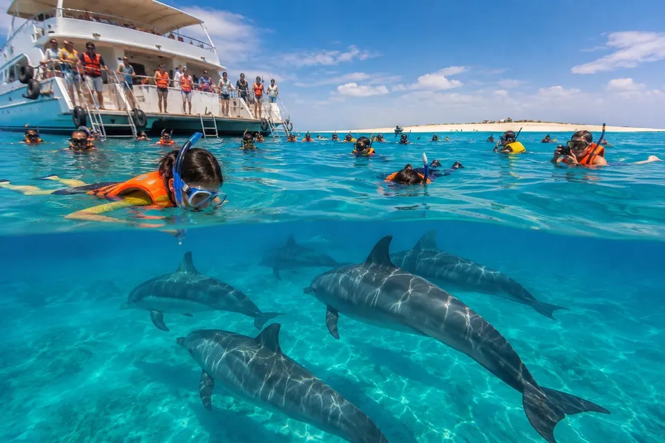 Snorkelers and spinner dolphins in a calm lagoon with a Qulaan island behind, Wadi El Gemal