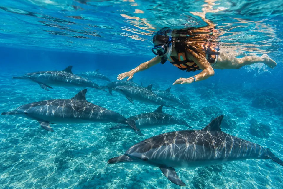 Snorkeler in a life jacket above dolphins in a Wadi El Gemal lagoon