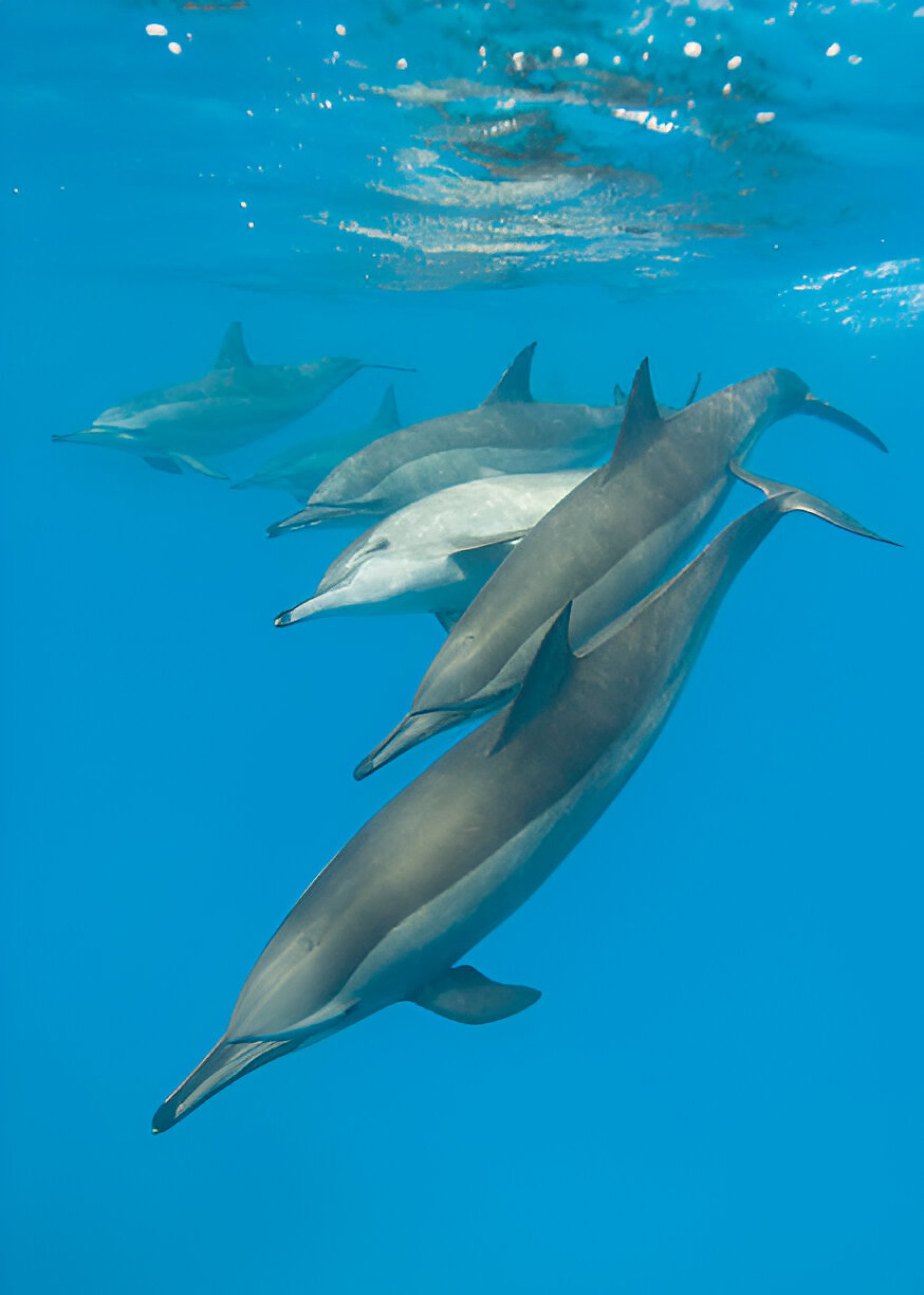 dolphin house marsa alam