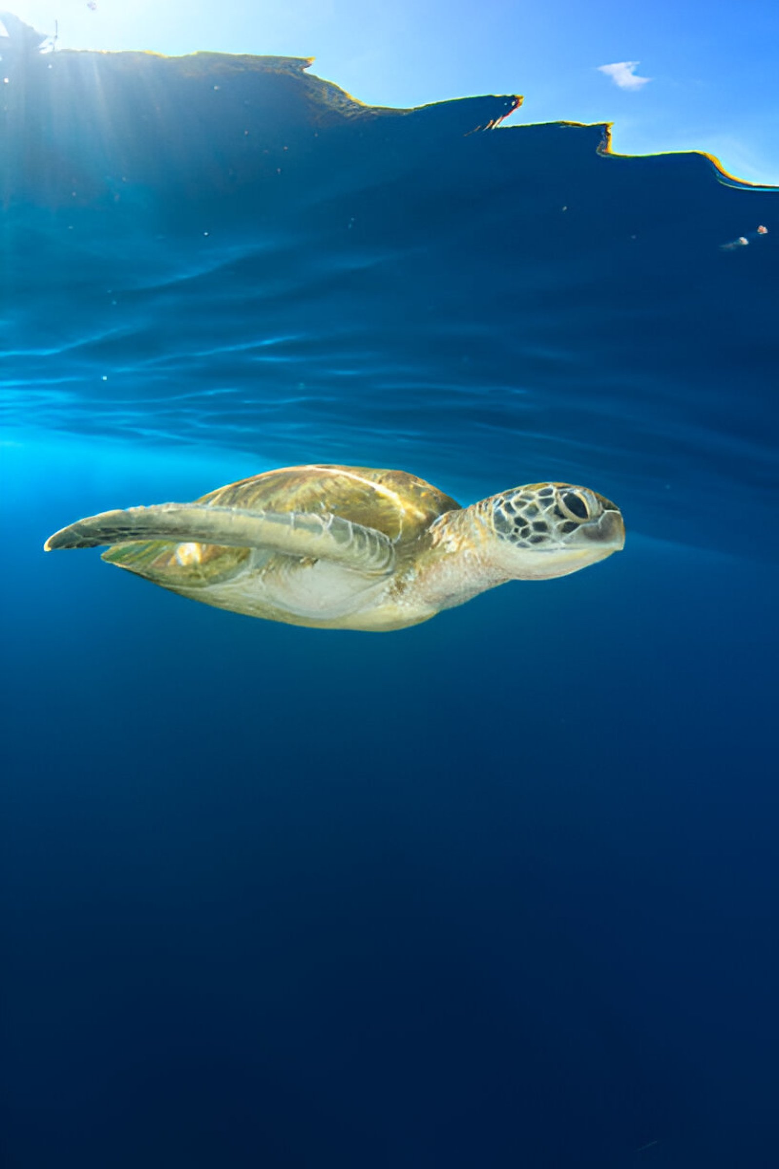 Red Sea turtles